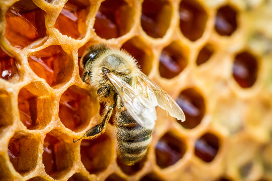 small bee honey price in pakistan